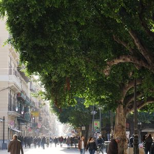 People on street amidst trees