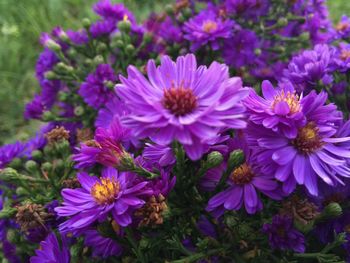 Close-up of purple flowers blooming