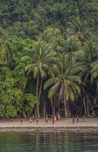 People playing beach volleyball by palm trees