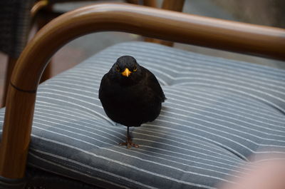 Blackbird on chair