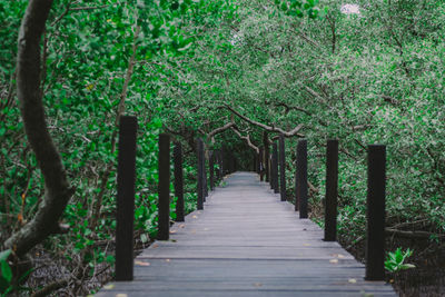 Footpath amidst trees in forest