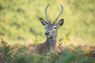 Young male red deer lying down