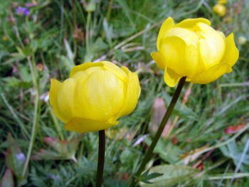 Close-up of yellow flower