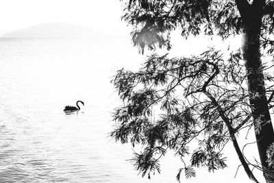 Swan swimming on lake against clear sky