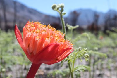 Close-up of red poppy flower on field