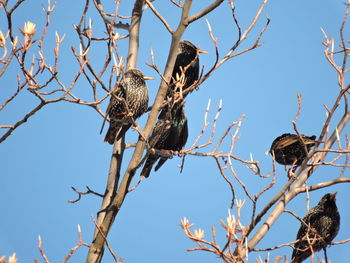 Low angle view of bird perching on tree against clear blue sky