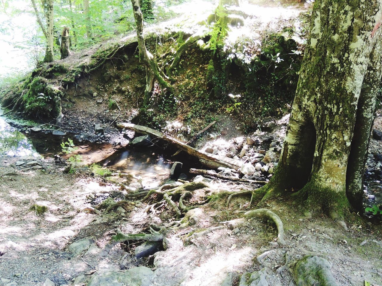 forest, tree, nature, tranquility, stream, tree trunk, growth, tranquil scene, rock - object, plant, sunlight, non-urban scene, day, beauty in nature, woodland, the way forward, no people, outdoors, scenics, moss