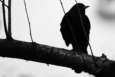 Low angle view of bird perching on branch against sky