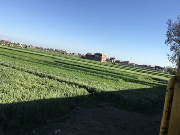 Scenic view of agricultural field against clear sky