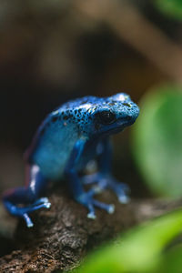 Macro of a blue frog