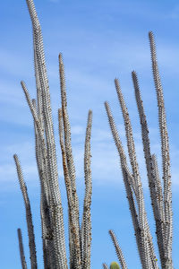 Low angle view of stalks against blue sky