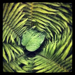 Close-up of leaves