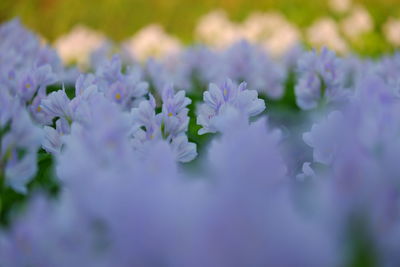 Close-up of purple flowering plant