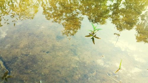 High angle view of crab on lake