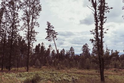 Trees in forest against sky