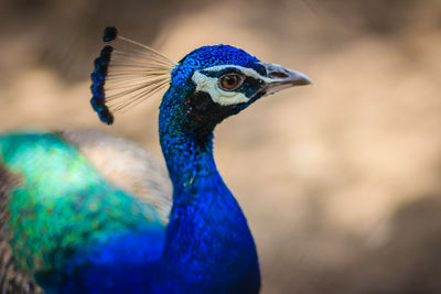 Close-up of a peacock