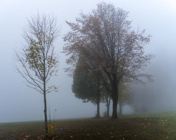 Trees on field against sky