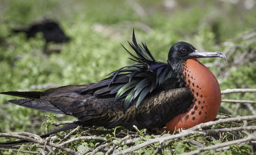 Close-up of bird perching outdoors