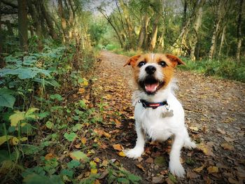 Happy woodland dog