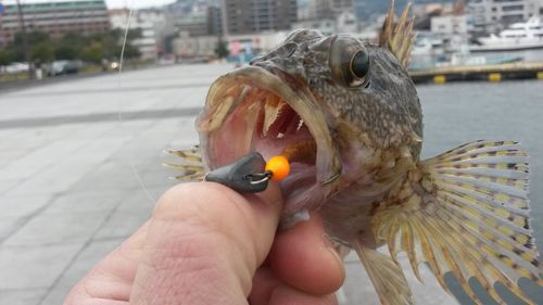 Close-up of hand feeding bird