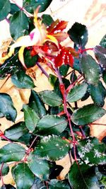 Close-up of leaves on plant