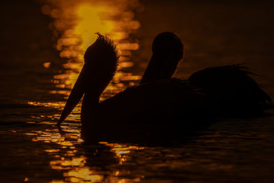 Close-up of a bird in lake