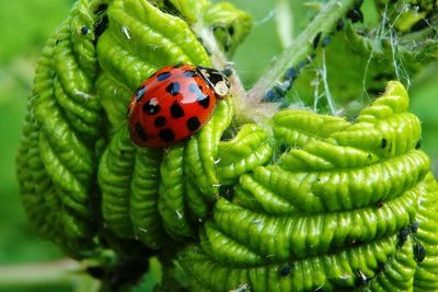 Close-up of ladybug on leaf