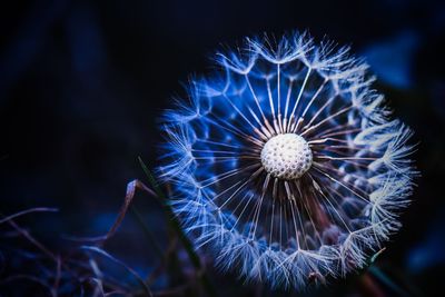 Close-up of dandelion on plant