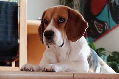 Close-up of a dog looking away