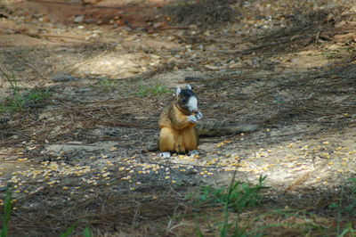 Mammal eating corn on field