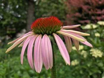 Close-up of coneflower blooming outdoors