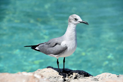 Amazing white, gray and black laughing gull on the coast in aruba.