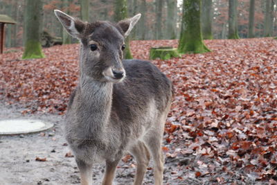 Deer standing in a field