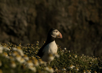 Close-up of puffin perching on a field