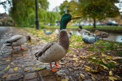 Mallard ducks in a lake