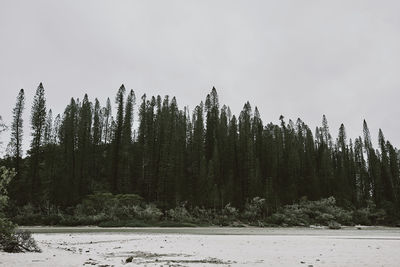 Pine trees in forest against sky during winter