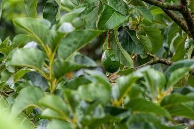 Close-up of fruit growing on tree