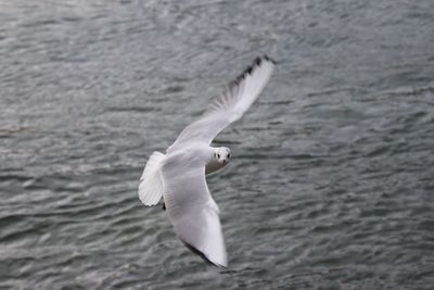 Close-up of seagull flying over sea