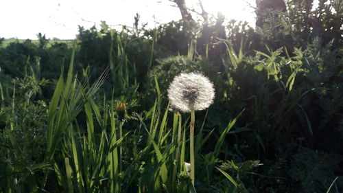 Close-up of dandelion on field