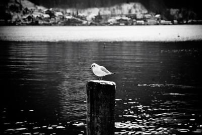Bird perching on wooden post in lake