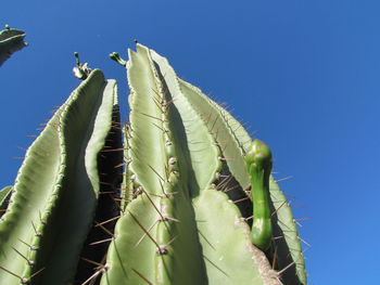 Low angle view of cactus growing against clear blue sky