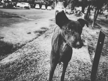 Dog standing on field