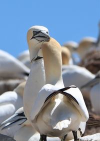 Close-up of swan