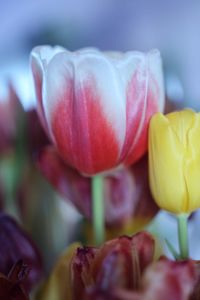 Close-up of rose tulip