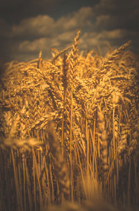 Close-up of stalks in wheat field against sky