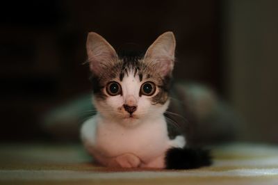 Close-up portrait of a kitten