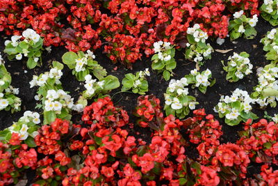 Full frame shot of red flowering plants