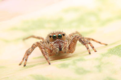 Close-up of spider