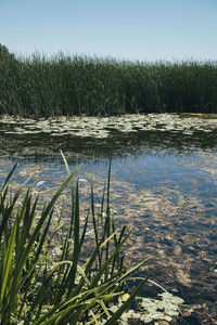 Plants growing on field by lake against sky