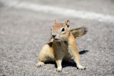 Close-up portrait of squirrel